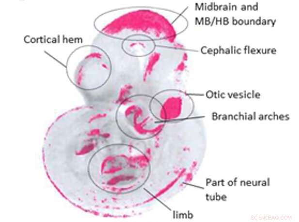 Breakthrough: First Multi-Gene Activity Map in Developing Mouse Embryos Revealed