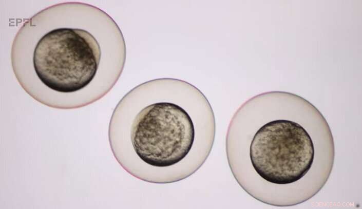 EPFL Spin-off Bionomous  Rapid Zebrafish Egg Sorter Boosts Research Efficiency