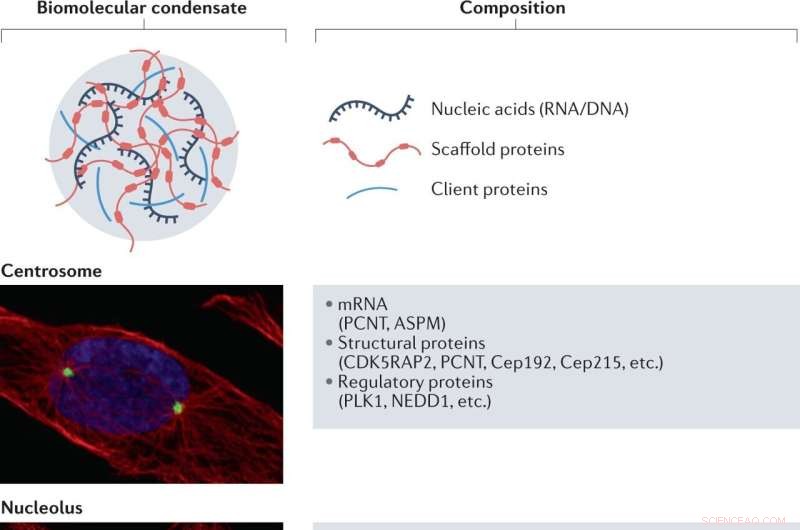 Revolutionizing Drug Discovery: Targeting Biomolecular Condensates for Therapeutic Innovation