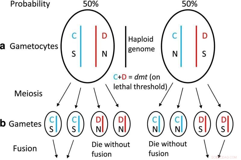 Groundbreaking Hypotheses Resolve Key Questions in Sexual Reproduction Evolution