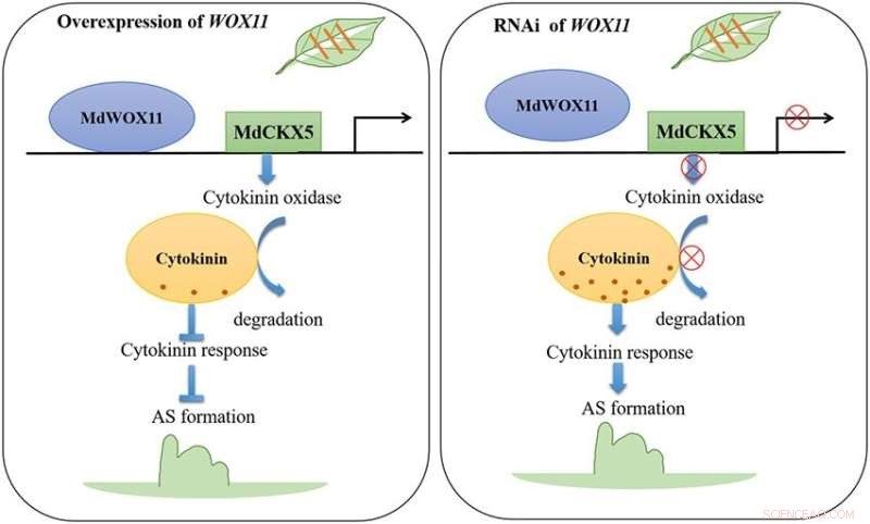 Mechanism Unveiled: MdWOX11 Suppresses Adventitious Shoot Formation in Apples via Transcriptome Analysis