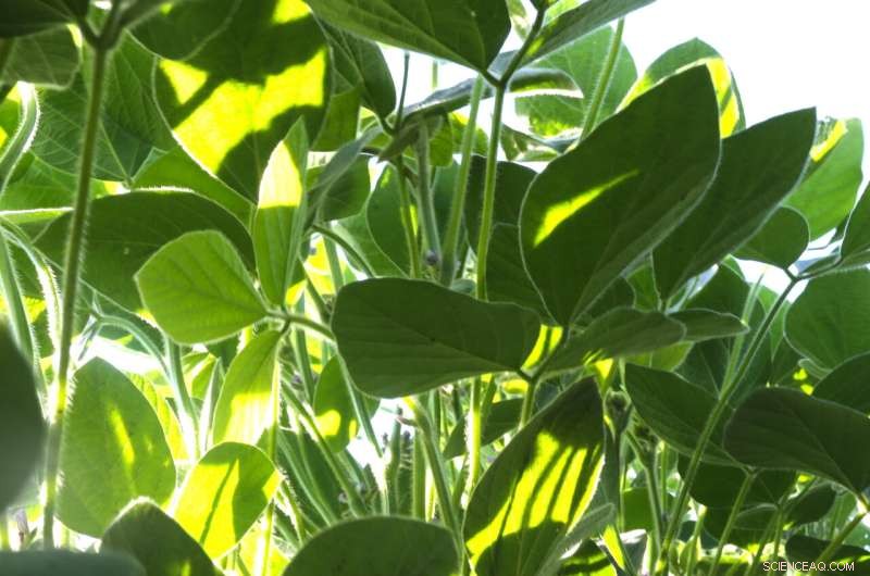 Revolutionary Bioengineering Boosts Photosynthesis Efficiency, Significantly Increasing Soybean Yields in Field Trials