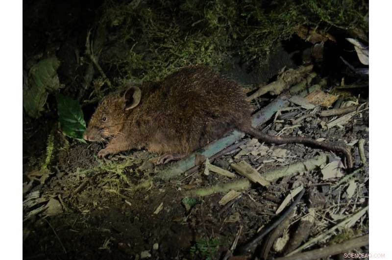 Balete s Mouse Discovery Key to Philippine Eagle Conservation