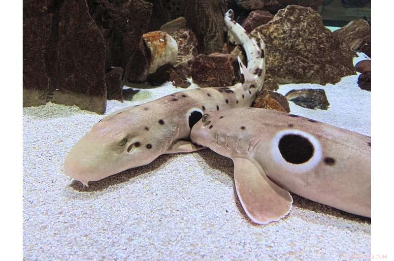 Florida Atlantic University Leads First Study on Epaulette Shark Early Development