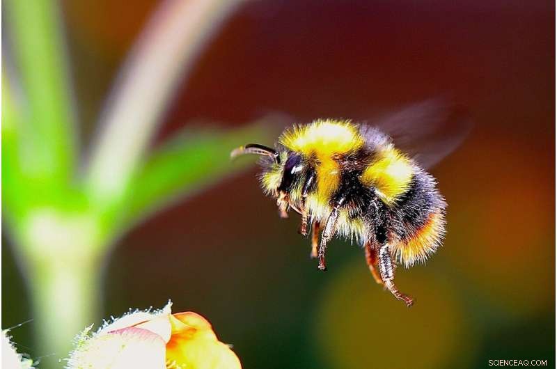 Museum Study Reveals Bees Facing Rising Climate Stress Over a Century
