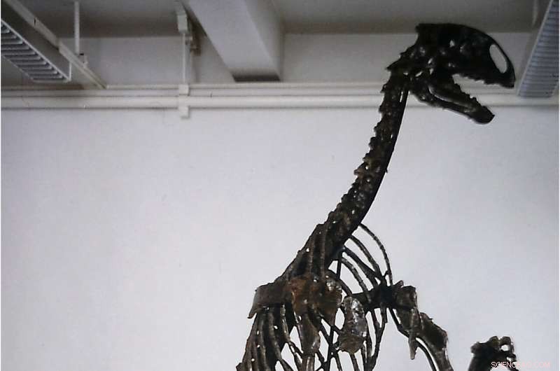 Groundbreaking Research on Manchester Museum s Dinosaur  April  Reveals New Discoveries