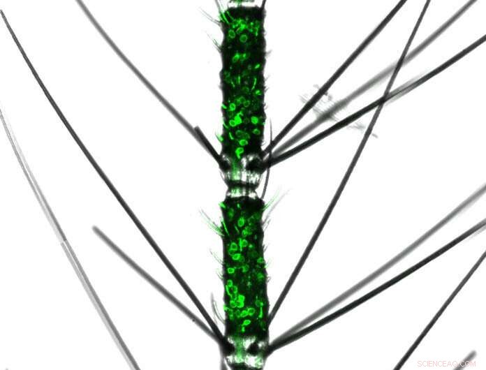 How Mosquitoes  Neural Redundancy Guarantees They Always Smell Humans