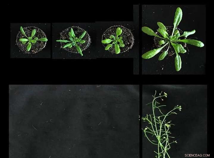 DWEORG1 Protein Discovered to Control Plant Growth and Dwarfism in Arabidopsis thaliana