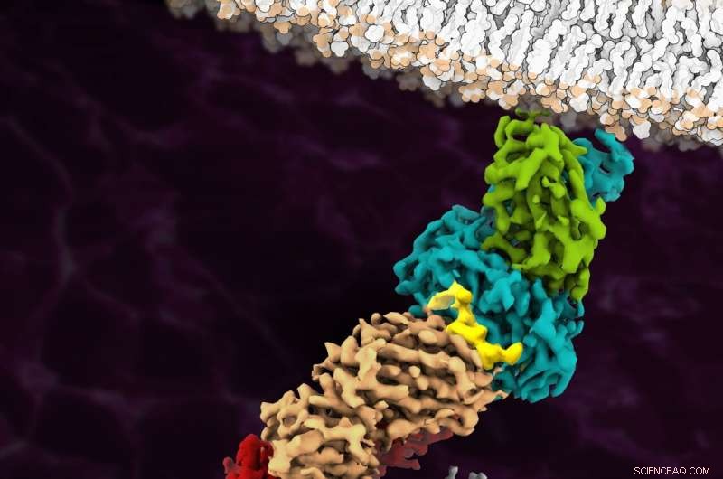 Cryo-EM Breakthrough: First Atomic-Resolution Image of Antigen-Bound T-Cell Receptor