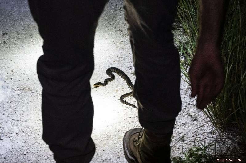 Professional Hunter Combats Florida s Python Invasion for Profit and Therapy