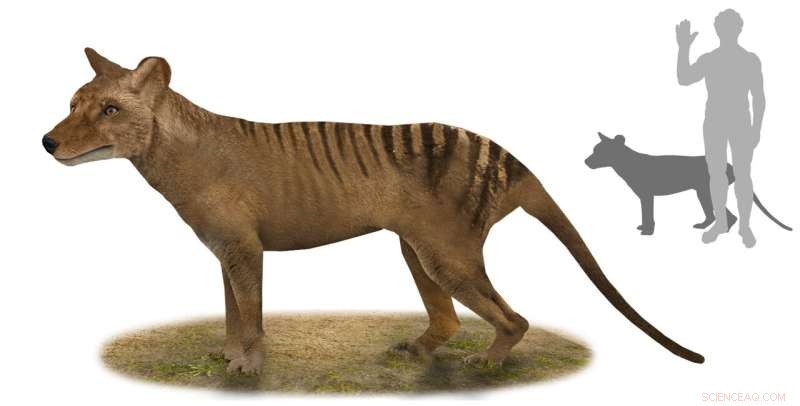 Colossal Biosciences Targets Tasmanian Tiger for De-Extinction