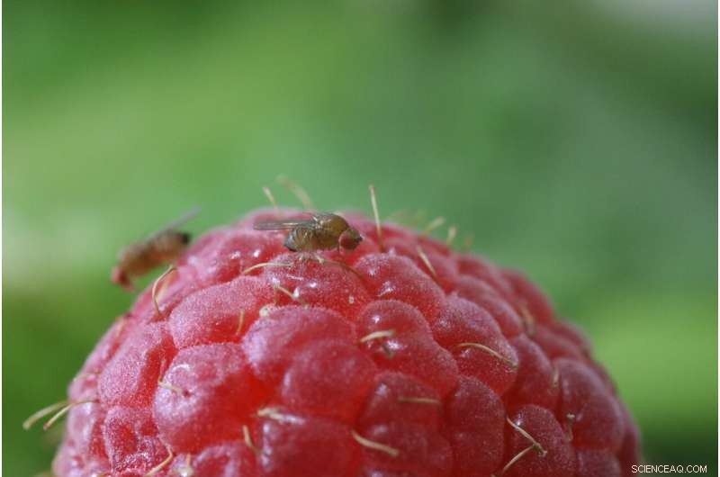 UC San Diego Researchers Use CRISPR to Target Invasive Fruit Fly Pest