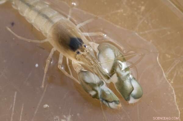 Snapping Shrimp Sound Levels Rise with Ocean Warming: Study Confirms Climate Indicator