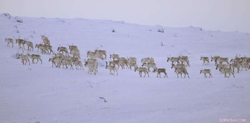 Caribou Decline and Hunting Ban: Cultural Impact on Labrador Inuit Communities