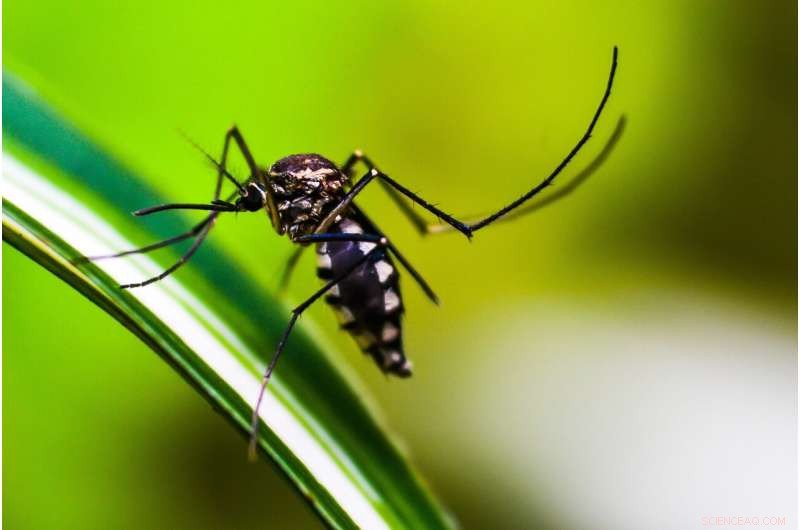 Invasive Anopheles stephensi Mosquito from Asia Threatens Africa s Malaria Control