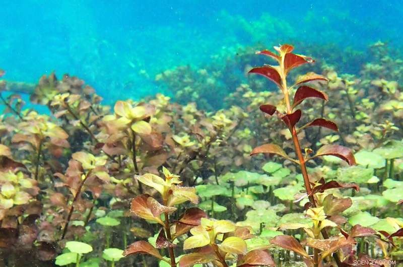 Study Reveals Viruses Thrive in Aquatic Plants of Florida s Springs