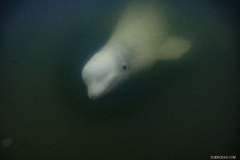 Canada s Hudson Bay: A Summer Sanctuary for 55,000 Beluga Whales