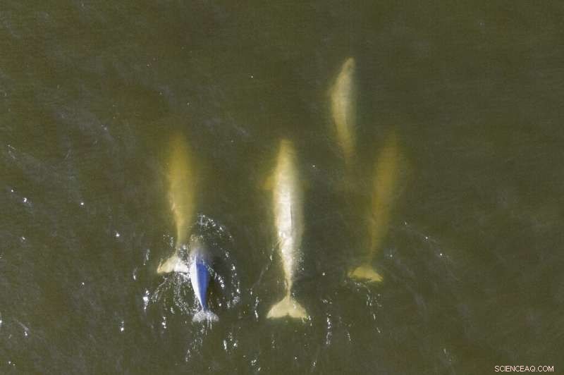 Canada s Hudson Bay: A Summer Sanctuary for 55,000 Beluga Whales