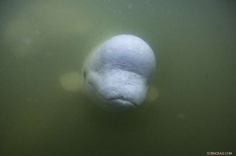 Canada s Hudson Bay: A Summer Sanctuary for 55,000 Beluga Whales