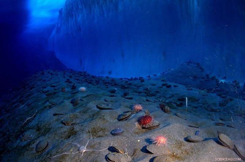 Human Noise Pollution Disrupts Seafloor Invertebrates, Study Finds