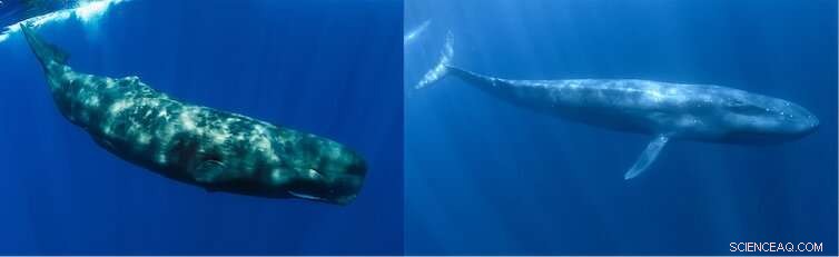 Climate Change Drives New Zealand s Sperm and Blue Whales to Migrate Southward