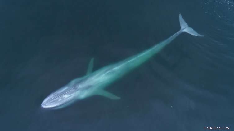 Climate Change Drives New Zealand s Sperm and Blue Whales to Migrate Southward