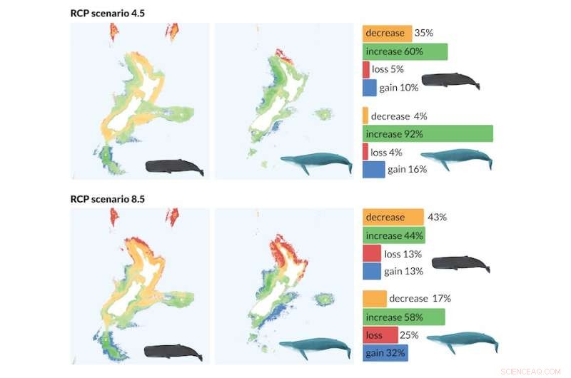 Climate Change Drives New Zealand s Sperm and Blue Whales to Migrate Southward