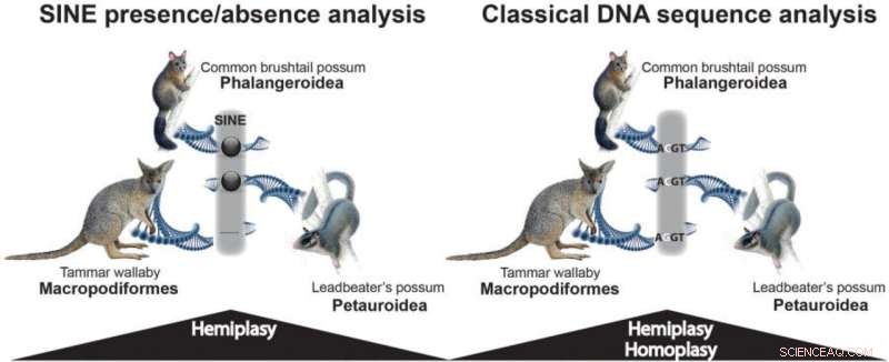 Genetic Study Uses SINE Markers to Clarify Possum Evolutionary Relationships