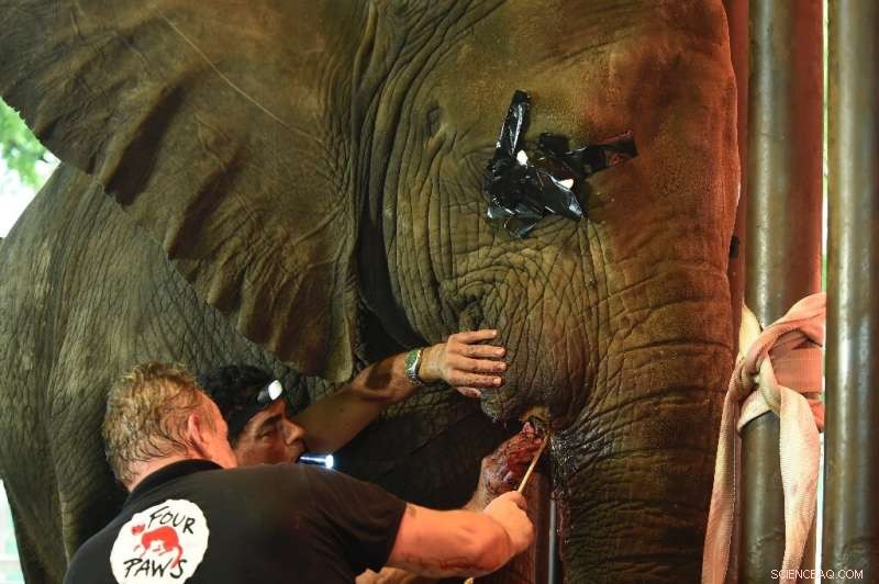 International Vets Perform Urgent Tusk Surgery on Elephants at Pakistan Zoo