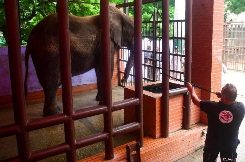 International Vets Perform Urgent Tusk Surgery on Elephants at Pakistan Zoo
