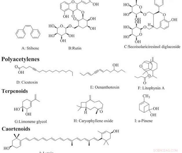 Decoding Apiaceae: Latest Research on Origins, Medicinal Compounds, and Nanotechnology