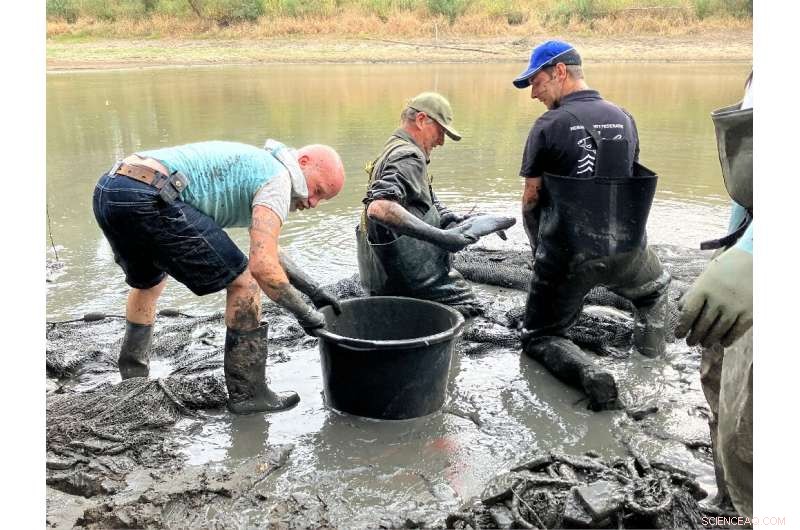 Dutch Anglers Rescue Fish from Drought-Stricken Rhine River