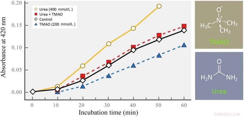 Marine Adaptation Secrets: How TMAO and Urea in Cellular Fluids Combat Abiotic Stressors