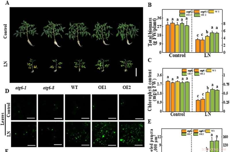 ATG6-Mediated Autophagy Enhances Low-Nitrogen Tolerance in Tomato Plants