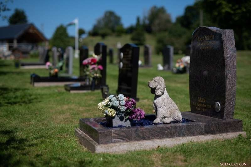 UK Pet Owners Confront 10% Rise in Cremation Costs Amid Record Inflation