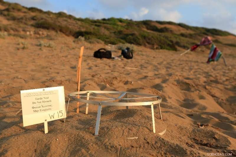 Cyprus Conservation Dispute: Village Leader Threatens Turtle Nests Over Land Compensation
