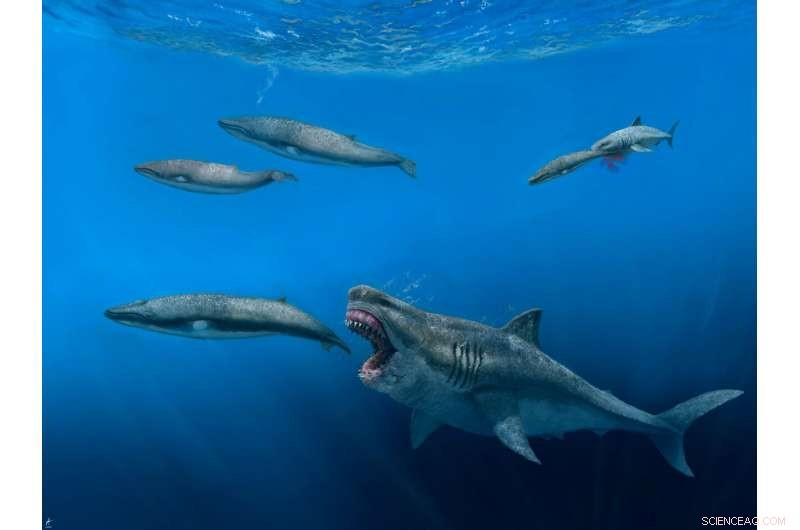 New 3D Model Confirms Megalodon Could Devour Prey the Size of Entire Killer Whales