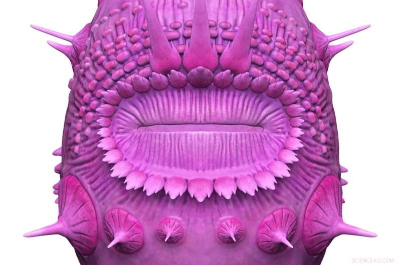 Saccorhytus Not a Human Ancestor: New Evolutionary Study Clarifies