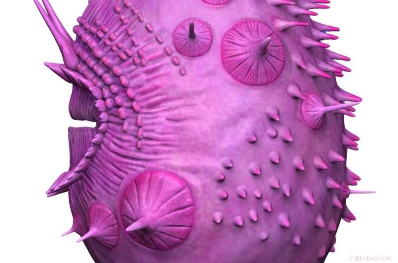 Saccorhytus Not a Human Ancestor: New Evolutionary Study Clarifies