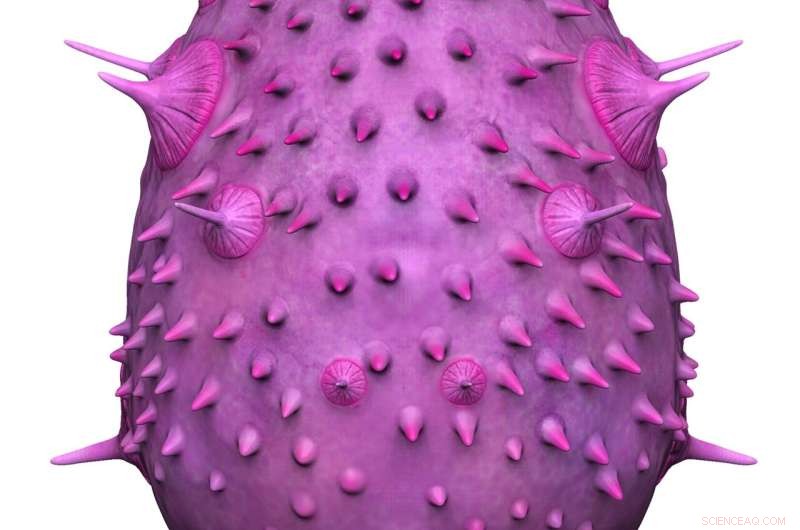 Saccorhytus Not a Human Ancestor: New Evolutionary Study Clarifies