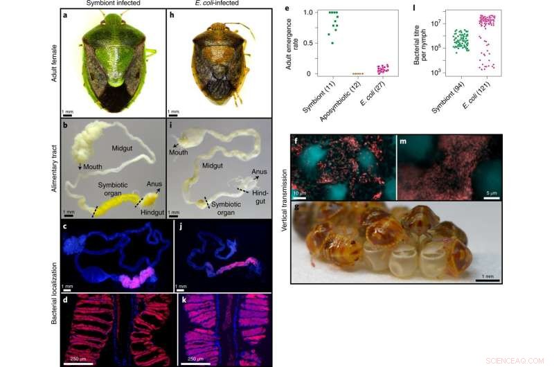 Engineered E. coli-Stinkbug Symbiosis Uncovers Mechanisms of Symbiotic Development