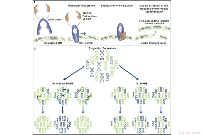 How MSH1 Protein Ensures Plant Genomic Stability and Prevents Mitochondrial Diseases