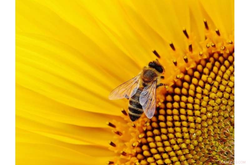 Study: Pesticides Damage Bee Brains, Hindering Straight-Line Navigation