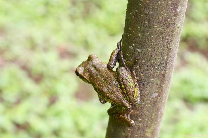 How Frogs Use Intelligence and Camouflage to Evade Predators Despite Evolutionary Costs