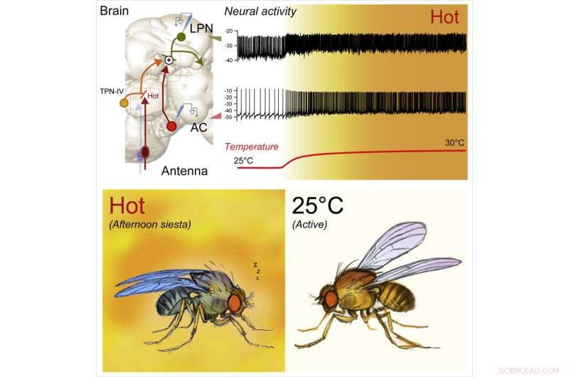 Fruit Fly Study Uncovers Brain Circuit That Acts as a Biological Thermometer for Midday Siesta