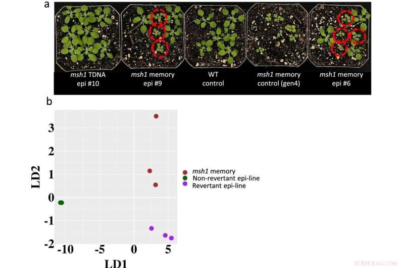 Plant Molecular Geneticists Decipher the Epigenetic Code in Pioneering Research