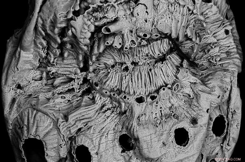 International Scientific Team Reveals Evolutionary Insights from Ancient Saccorhytus Microfossils