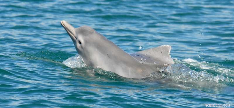 New Research: How Australian Snubfin and Humpback Dolphins Coexist in Sympatry