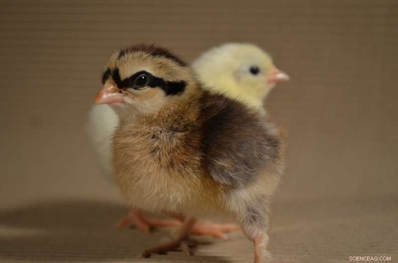 Young Chickens  Play Reveals Emotional States: New Research Findings