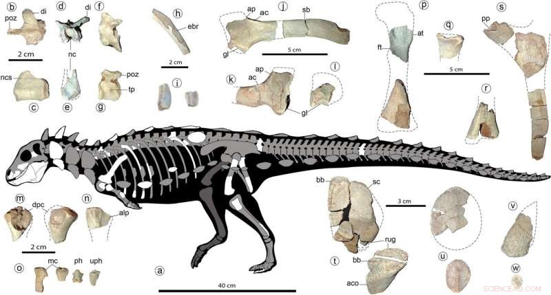 Discovery of Tiny, Spiked Herbivorous Dinosaur in Argentina Expands Known Range